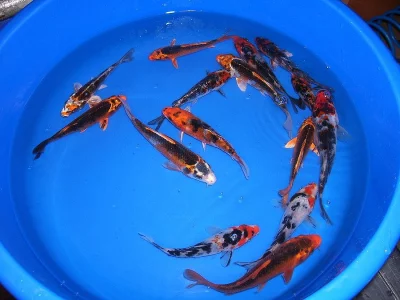 KOI kapři AA