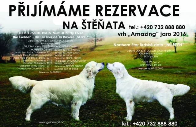 Přijímáme rezervace na štěňata Zlatého retrievra