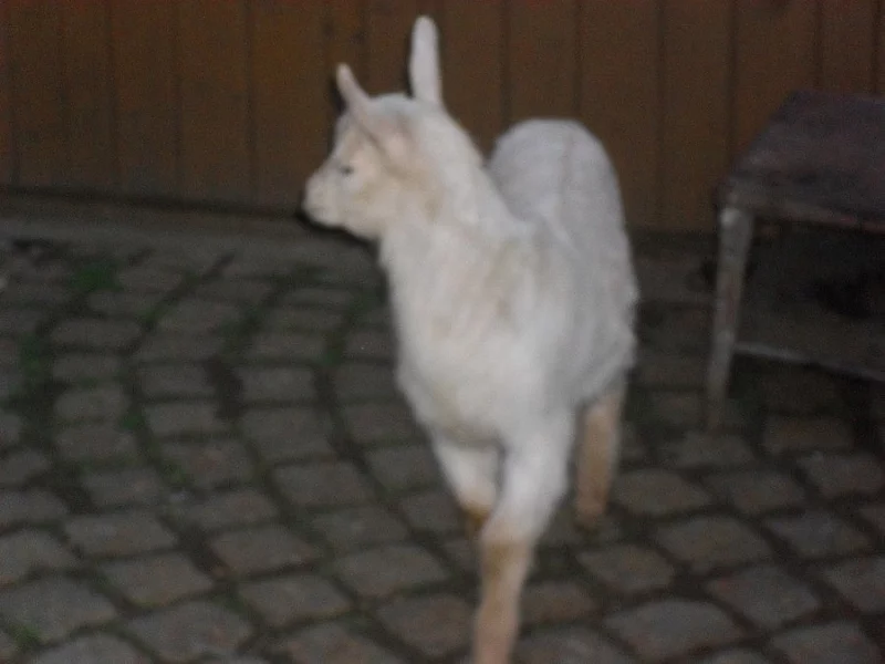 Kozel bílý a kůzle sedmitýdenní