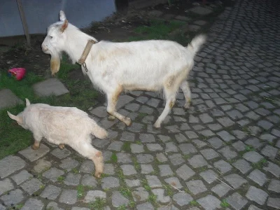Kozel bílý a kůzle sedmitýdenní