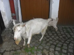 Kozel bílý a kůzle sedmitýdenní