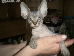 Sphynx