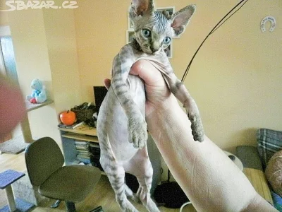 Sphynx