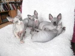 Sphynx