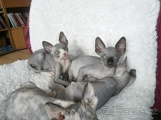 Sphynx