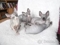 Sphynx