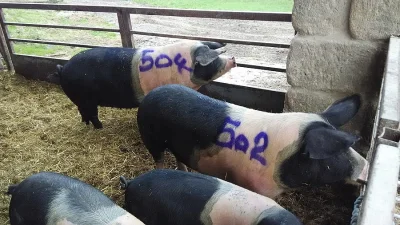 Přeštické prasničky s PoP