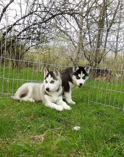 Sibiřský Husky - štěňata bez PP