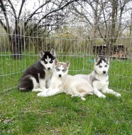 Sibiřský Husky - štěňata bez PP