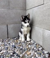 Sibiřský Husky - štěňata bez PP
