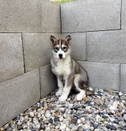 Sibiřský Husky - štěňata bez PP