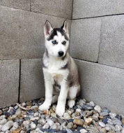 Sibiřský Husky - štěňata bez PP