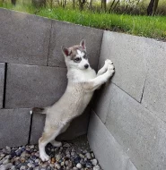 Sibiřský Husky - štěňata bez PP