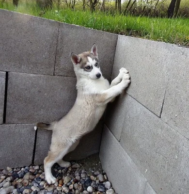 Sibiřský Husky - štěňata bez PP