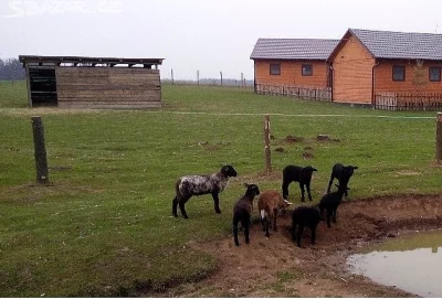 Jehňata Zwartbles a Suffolk