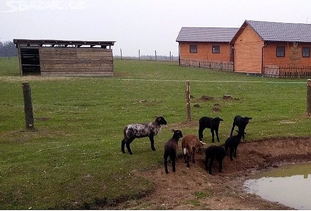 Jehňata Zwartbles a Suffolk