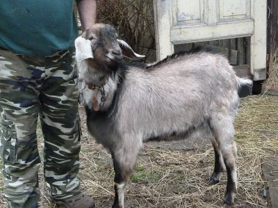 Prodám kozla