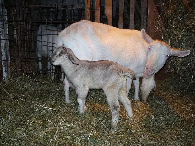 Krásný kozlík na chov