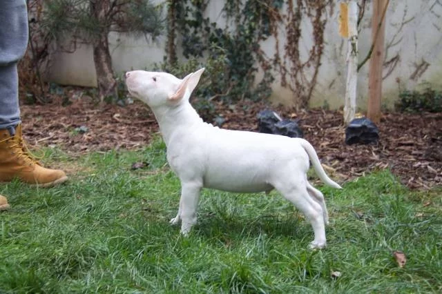 Miniaturní bulteriér s PP