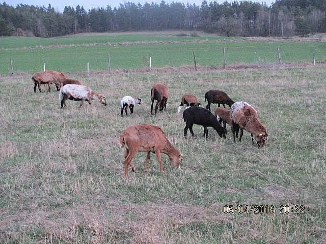 Prodám ovce (celé stádo nebo po skupinkách i jednotlivě).