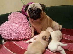 Mops štěňátka s PP