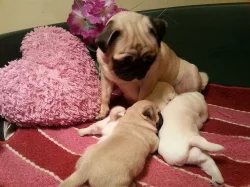 Mops štěňátka s PP