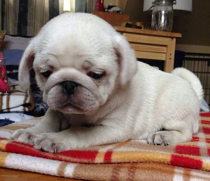 Mops štěňátka s PP