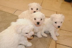 bolonský psík s PP