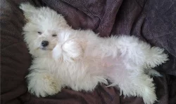 bolonský psík s PP