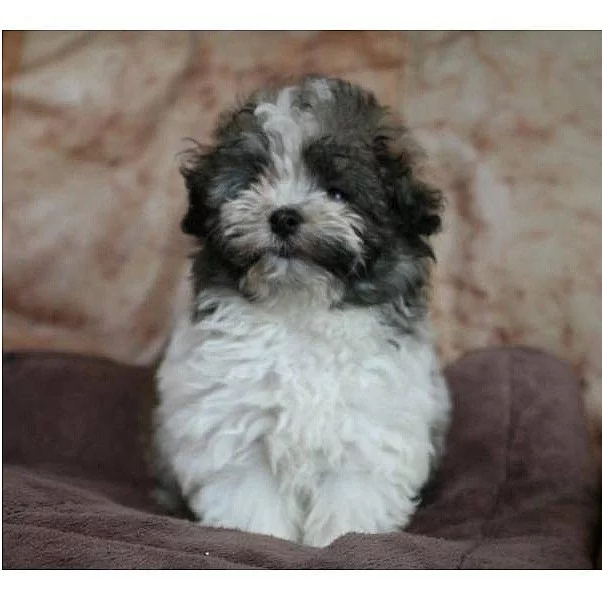 bolonský psík s PP