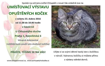 výstava koček U Chlupatýho ducha