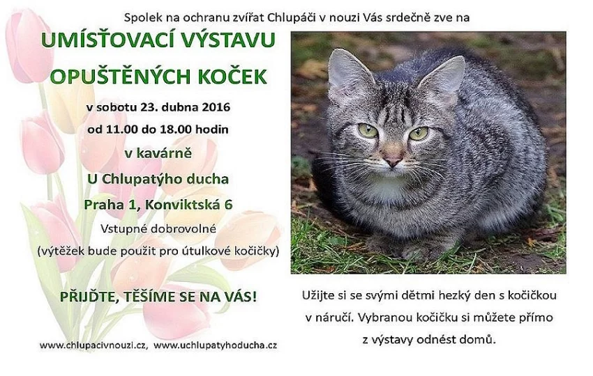 výstava koček U Chlupatýho ducha