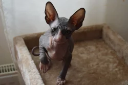 Donský Sphynx koťata k prodeji
