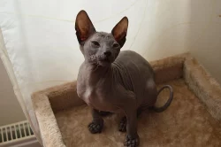 Donský Sphynx koťata k prodeji