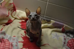 Donský Sphynx koťata k prodeji