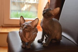 Donský Sphynx koťata k prodeji