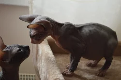 Donský Sphynx koťata k prodeji