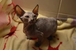 Donský Sphynx koťata k prodeji