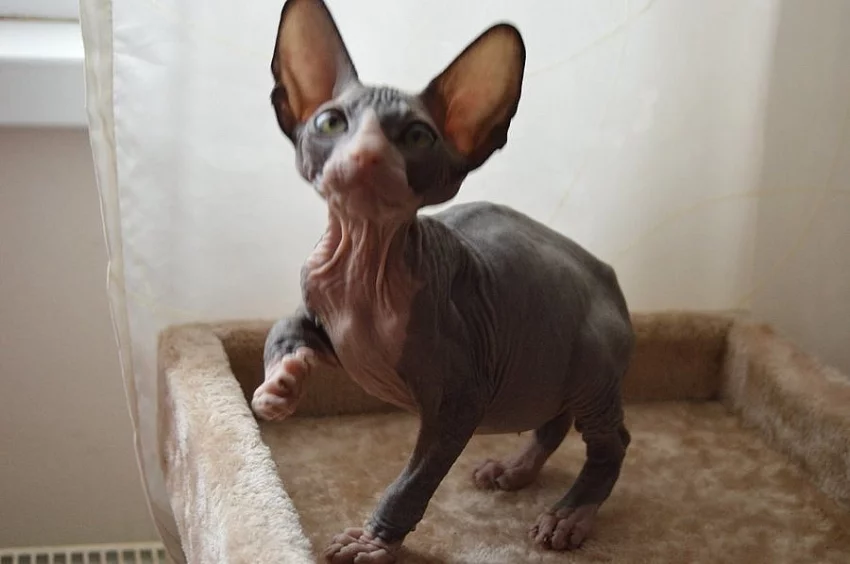 Donský Sphynx koťata k prodeji