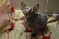 Donský Sphynx koťata k prodeji