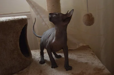 Donský Sphynx koťata k prodeji