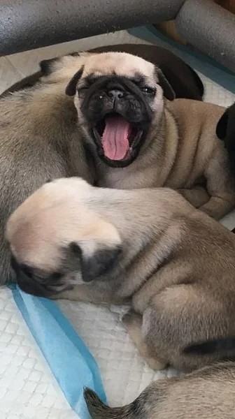mops štěňata s pp