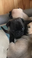 mops štěňata s pp