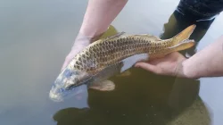 Prodej zlatých 2-3kg KOI kaprů