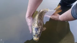 Prodej zlatých 2-3kg KOI kaprů