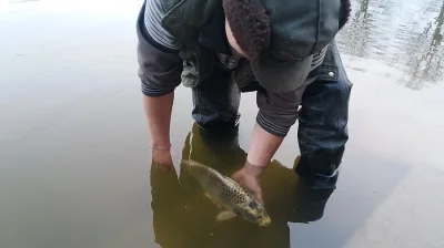 Prodej zlatých 2-3kg KOI kaprů