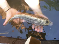 Prodej zlatých 2-3kg KOI kaprů