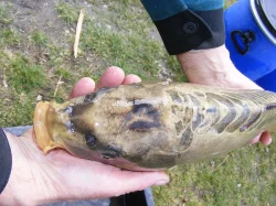 Prodej zlatých 2-3kg KOI kaprů