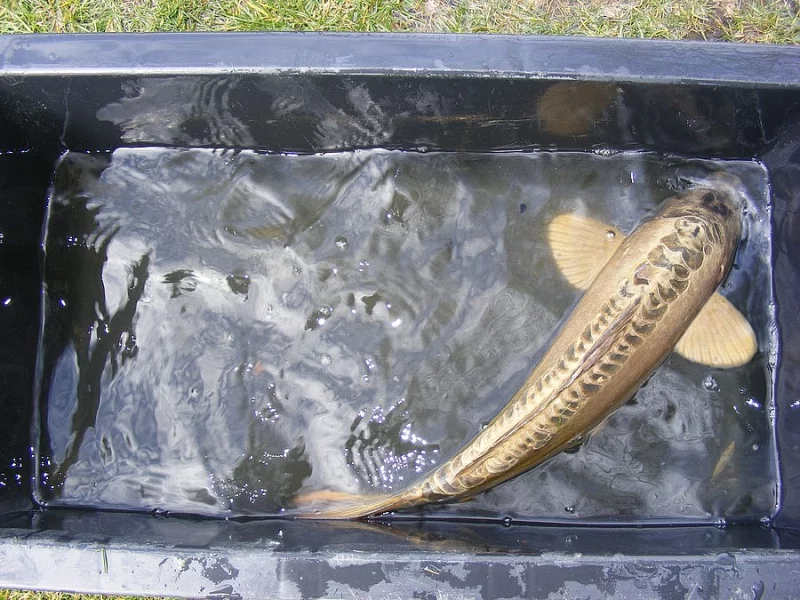 Prodej zlatých 2-3kg KOI kaprů
