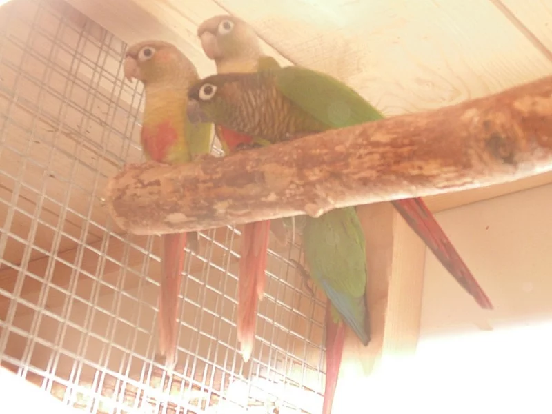 Andulky,korely, pyrury do chovu
